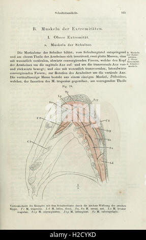 A guide to the systematic anatomy of humans, providing detailed ...