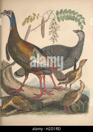 Illustrations of the American ornithology of Alexander Wilson and Charles Lucian Bonaparte Stock Photo