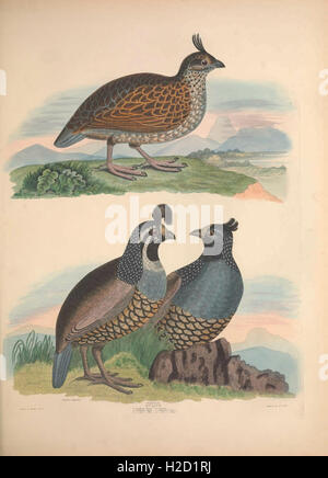 Illustrations of the American ornithology of Alexander Wilson and Charles Lucian Bonaparte Stock Photo