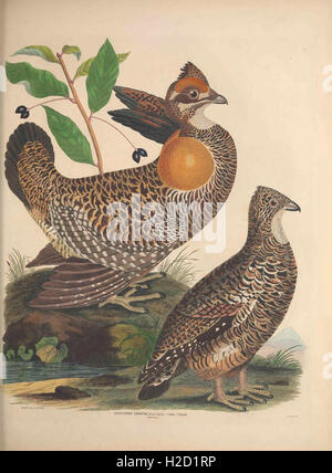 Illustrations of the American ornithology of Alexander Wilson and Charles Lucian Bonaparte Stock Photo