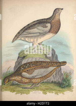 Illustrations of the American ornithology of Alexander Wilson and Charles Lucian Bonaparte Stock Photo