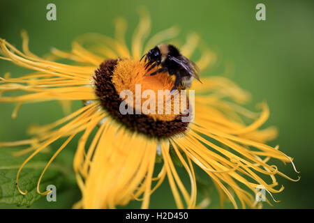 Giant Inula Helenium flower with a bumblebee Stock Photo
