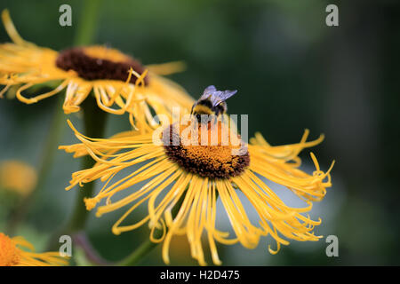 Giant Inula Helenium flowers with a bumblebee Stock Photo