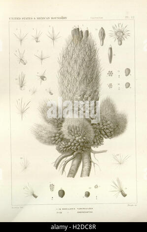The botanical works of the late George Engelmann, collected for Henry Shaw, esq (Pl 12) Stock Photo