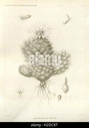 The botanical works of the late George Engelmann, collected for Henry Shaw, esq (Pl 13) Stock Photo