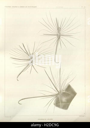The botanical works of the late George Engelmann, collected for Henry Shaw, esq (Pl 26) Stock Photo