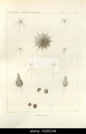 The botanical works of the late George Engelmann, collected for Henry Shaw, esq (Pl 38) Stock Photo