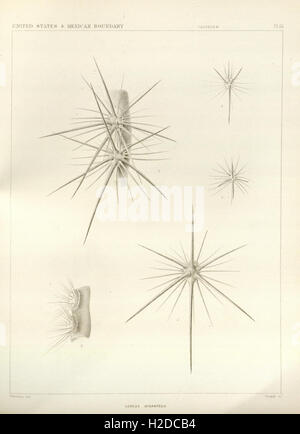 The botanical works of the late George Engelmann, collected for Henry Shaw, esq (Pl 61) Stock Photo