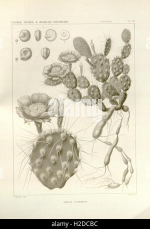 The botanical works of the late George Engelmann, collected for Henry Shaw, esq (Pl 68) Stock Photo