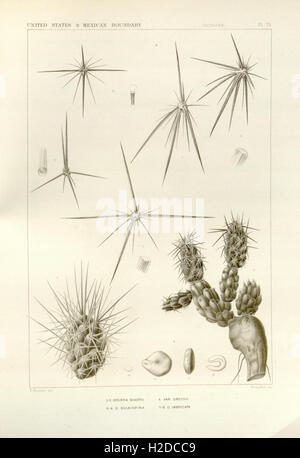 George Engelmann The botanical works of the late George Engelmann, collected for Henry ...