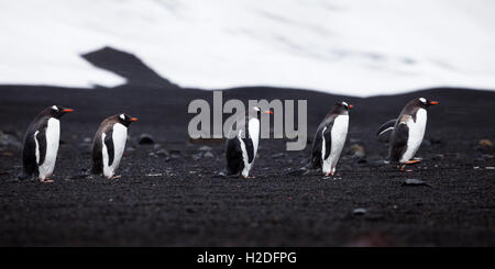 Gentoo Penguins, their backs to a howling wind, walk down the beach on Deception Island, Antarctica., Chile, Argentina, and Anta Stock Photo