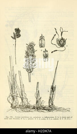 Aquatic and wetland plants of southwestern United States (Page 348) Stock Photo