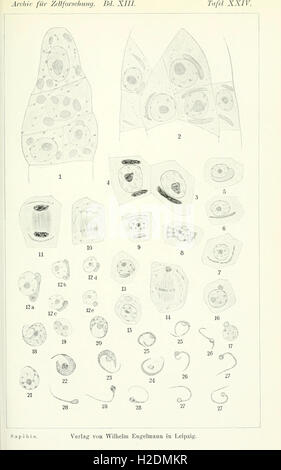 A journal focused on cellular research, examining cellular structure ...