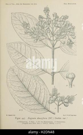 This atlas showcases various tree species found in Java, focusing on ...