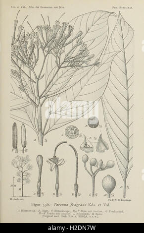 An atlas illustrating the tree species of Java, providing detailed ...