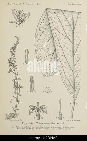 An atlas depicting the tree species of Java, offering insights into the ...
