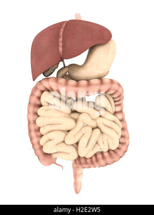 Anatomical model of the human digestive system showing the gallbladder ...