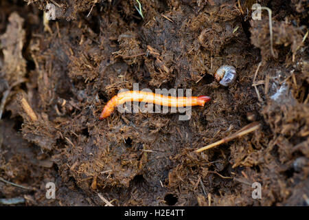 Lined Click Beetle (Agriotes lineatus). Larva in a cowpat next to larvae of Scarab Beetles. Germany Stock Photo