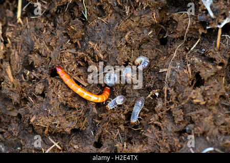 Lined Click Beetle (Agriotes lineatus). Larva in a cowpat next to larvae of Scarab Beetles. Germany Stock Photo