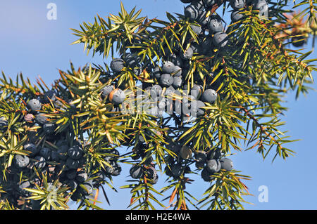 Common Juniper (Juniperus communis). Berries on a twig. Germany Stock Photo