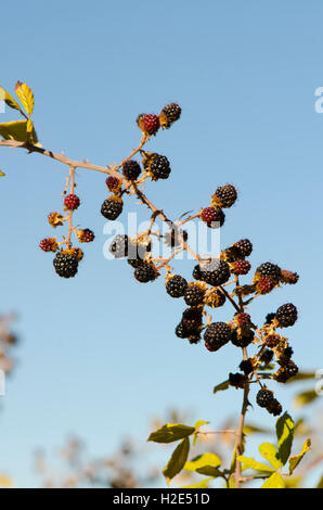 Wild blackberries, blackberry fruit on bush, Spain. Stock Photo