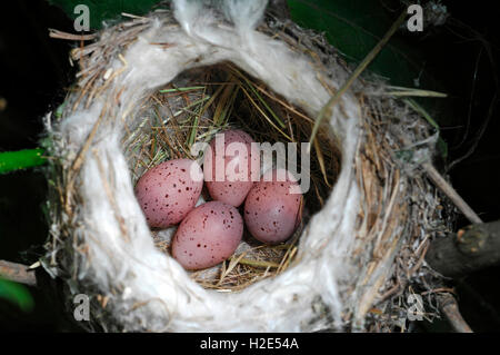 Icterine Warbler (Hippolais icterina). Clutch in nest. Austria Stock Photo