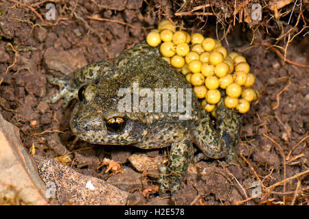 Common Midwife Toad (Alytes obstetricans). Male carrying string of eggs hiding in the ground. Germany Stock Photo