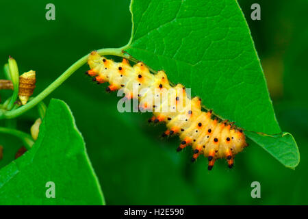 Southern Festoon (Zerynthia polyxena), caterpillar eating a leaf. Autria Stock Photo