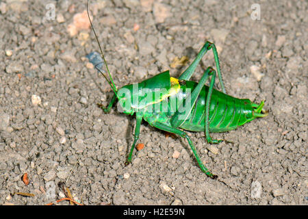 Large Saw-tailed Bush Cricket (Polysarcus denticauda), male on soil. Germany Stock Photo