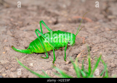 Large Saw-tailed Bush Cricket (Polysarcus denticauda), female on soil. Germany Stock Photo