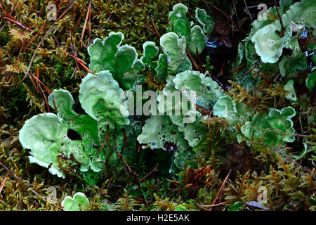 Arctic Kidney Lichen (Nephroma arcticum). Sweden Stock Photo