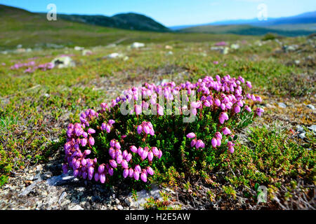 Blue Mountain Heath, Blue Mountainheath (Phyllodoce caerulea, Andromeda caerulea. Flowering plants in tundra, Sweden Stock Photo
