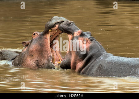 Hippopotamuses (Hippopotamus amphibicus), fighting in water, open mouth, Masai Mara, Kenya Stock Photo