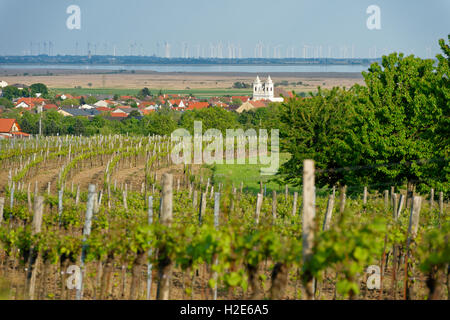 Vineyard, Winden am See, Lake Neusiedl, Burgenland, Austria Stock Photo