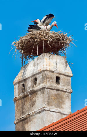 Two white storks (Ciconia ciconia) in nest on roof, Rust, Lake Neusiedl, Burgenland, Austria Stock Photo