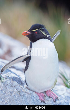 Rockhopper penguin (Eudyptes chrysocome) with open wings on rock, East Falkland, Falkland Islands, South Atlantic Stock Photo