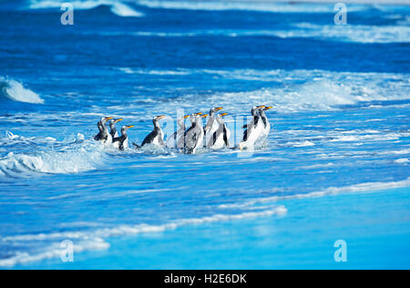 Gentoo penguins (Pygoscelis papua papua) getting out of the water, Sea Lion Island, Falkland Islands, South Atlantic Stock Photo