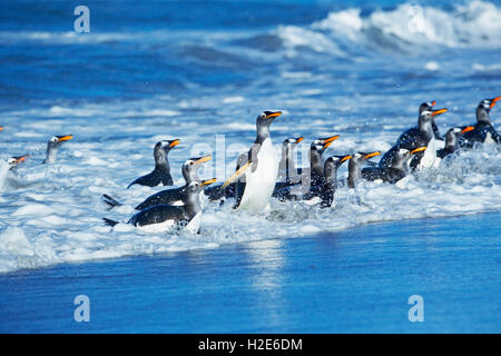 Gentoo penguins (Pygoscelis papua papua) getting out of the water, Sea Lion Island, Falkland Islands, South Atlantic Stock Photo