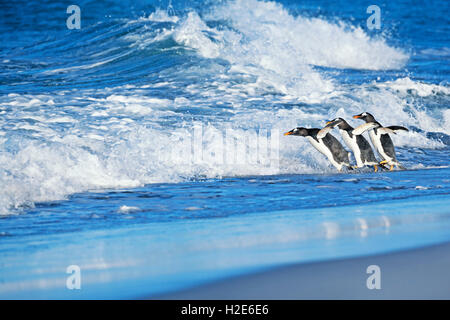 Gentoo penguins (Pygoscelis papua papua) jumping into sea water, Falkland Islands, South Atlantic Stock Photo