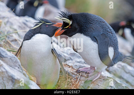 Rockhopper penguins (Eudyptes chrysocome), Falkland Islands, South Atlantic Stock Photo