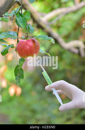Injecting liquid to red apple using syringe in orchard Stock Photo