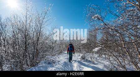 Hiker on a path through snowy trees, near Lake Mývatn, in winter, North Iceland, Iceland Stock Photo
