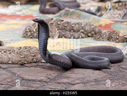 Indian cobra (Naja naja) belonging to snake charmer, Jemaa el Fna market place, Marrakesh, Morocco Stock Photo