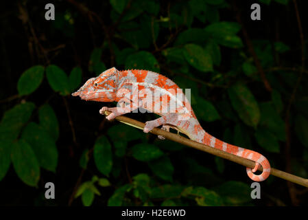 Angel's chameleon (Furcifer angeli), dry forest, northwestern Madagascar Stock Photo