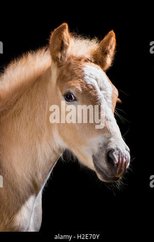 Haflinger Foal stallion, Stubai Valley, Tyrol, Östrreich Stock Photo
