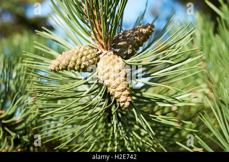 Scots Pine (Pinus sylvestris) tree with pine cones, UK. Stock Photo