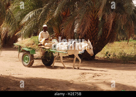 Local man riding donkey cart, Sudan Stock Photo