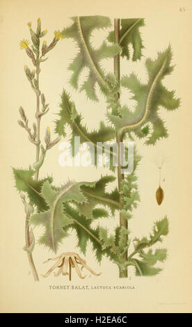 A depiction of various plant species, focusing on their appearance and ...