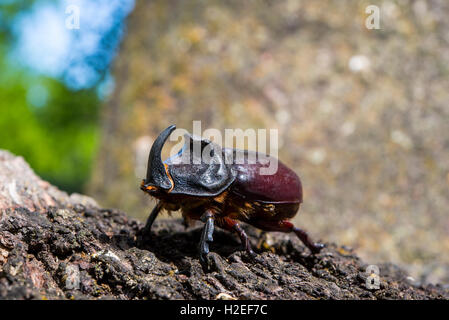 Side view of an adult male of European rhinoceros beetle, Oryctes nasicornis Stock Photo