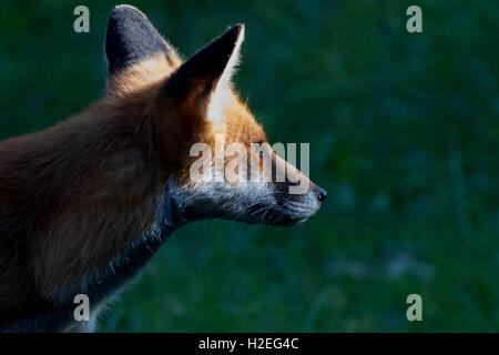 Twig the red fox turned Stock Photo